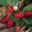 Organic Strawberry Plant, Albion - 3.5" pot