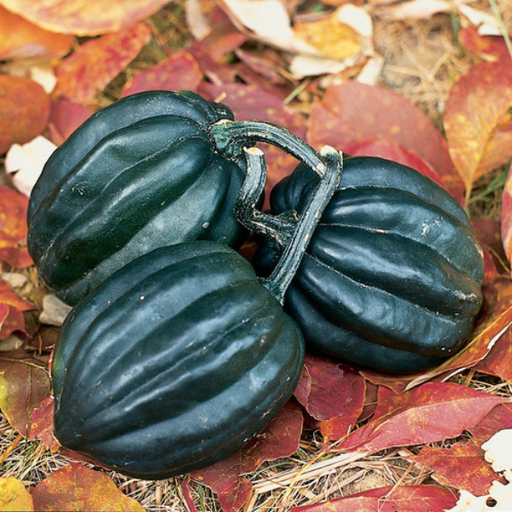 Organic Squash Plant, Acorn Tuffy - 3.5" pot