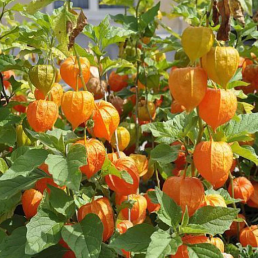 Organic Ground Cherry Plant, Husk Cherry - 3.5" pot