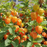 Organic Ground Cherry Plant, Husk Cherry - 3.5" pot