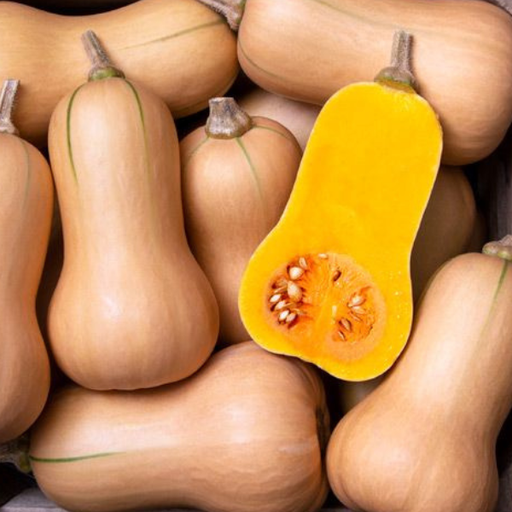 Organic Squash Plant, Butterscotch Butternut - 3.5" pot