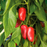 Organic Pepper Plant, Red Lunchbox Sweet - 3.5" pot