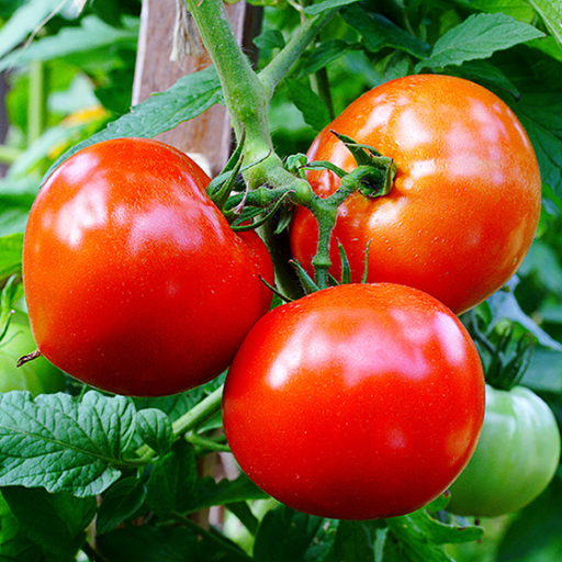 Organic Tomato Plant, Mountain Fresh Plus