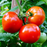 Organic Tomato Plant, Mountain Fresh Plus