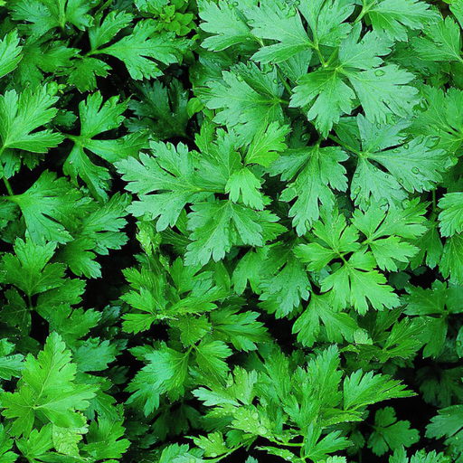 Organic Parsley Plant, Italian Flat Leaf
