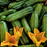 Organic Squash Plant, Italian Zucchini (Costada Romanesco) - 3.5" pot