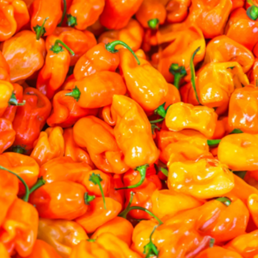 Organic Pepper Plant, Habanada (Heatless Habanero) - 3.5" pot