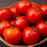 Organic Tomato Plant, New Girl