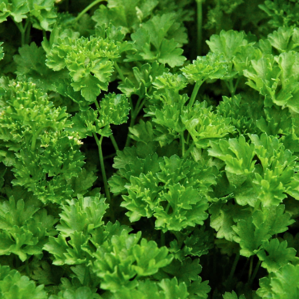 Organic Parsley Plant, Curly