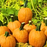 Organic Pumpkin Plant, Cinnamon Girl - 3.5" pot