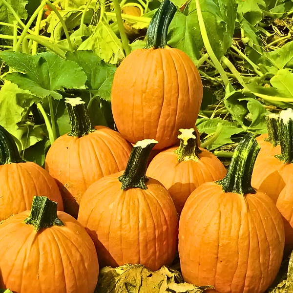 Organic Pumpkin Plant, Cinnamon Girl - 3.5" pot