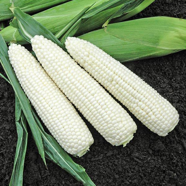 Organic Corn Plant, Natural Bright - 4 pack
