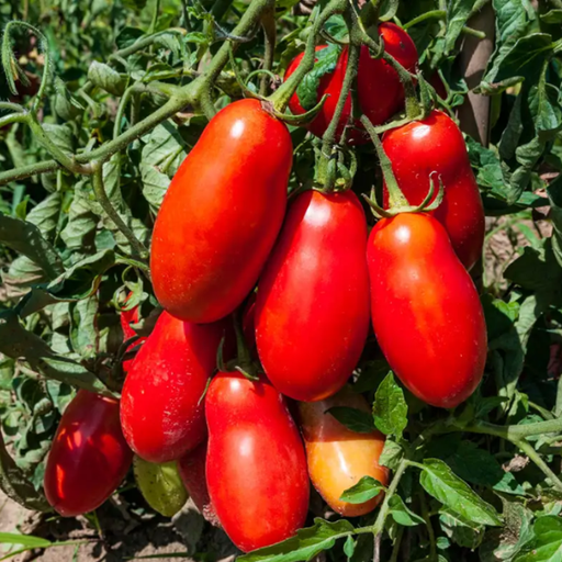 Organic Tomato Plant, San Marzano