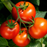 Organic Tomato Plant, Celebrity - 3.5" pot