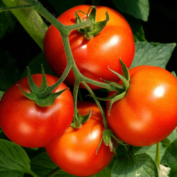 Organic Tomato Plant, Celebrity - 3.5" pot