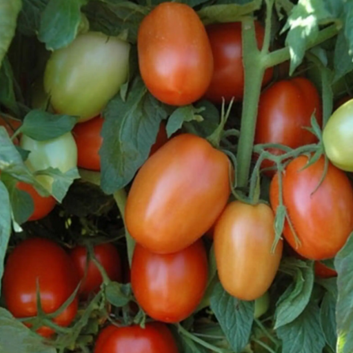 Organic Tomato Plant, Plum Regal