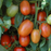 Organic Tomato Plant, Plum Regal