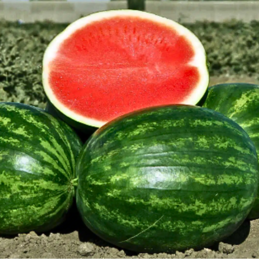 Organic Watermelon Plant, Red Seedless Troubador - 3.5" pot