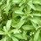 Organic Stevia Plant