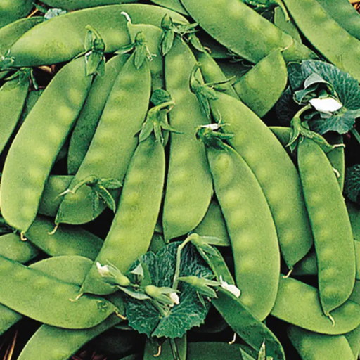 Organic Peas Plant, Oregon Sugar Snow - 4 pack