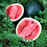 Organic Watermelon Plant, Sugar Baby - 6" pot
