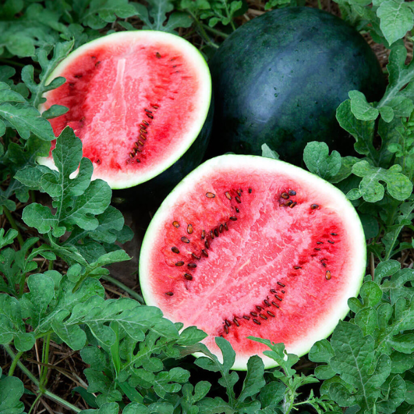 Organic Watermelon Plant, Sugar Baby - 6" pot