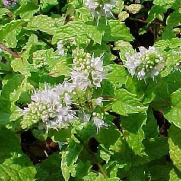 Organic Mint Plant, Kentucky Colonel Spearmint - 3.5" pot