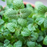 Organic Lemon Balm Plant