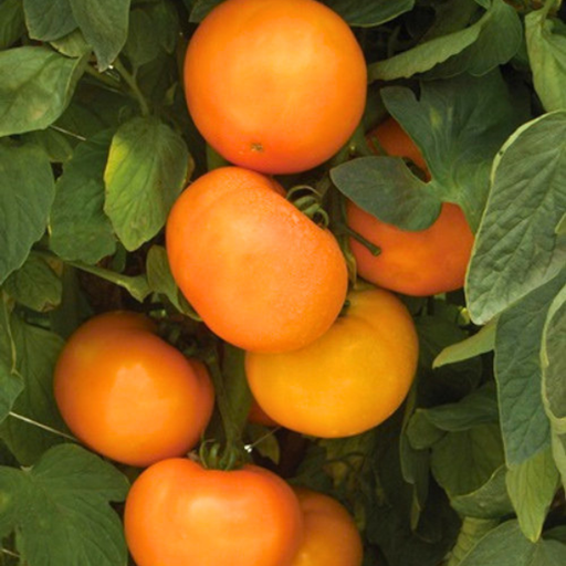 Organic Tomato Plant, Orange BHN 871