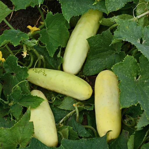 Organic Cucumber Plant, Martini - 3.5" pot