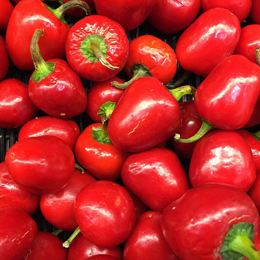 Organic Pepper Plant, Pimento - 3.5" pot