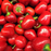 Organic Pepper Plant, Pimento - 3.5" pot
