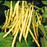 Organic Yellow Snap Bean Plant - 4 pack