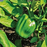 Organic Pepper Plant, Ace - 3.5" pot
