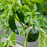 Organic Pepper Plant, Poblano