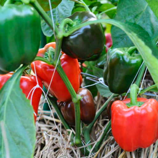 Organic Pepper Plant, Red Ace - 6" pot