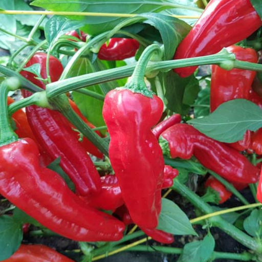 Organic Pepper Plant, Friggitello di Napoli Sweet Italian Frying - 3.5" pot