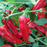 Organic Pepper Plant, Friggitello di Napoli Sweet Italian Frying - 3.5" pot