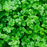 Organic Cilantro Plant - 6" pot