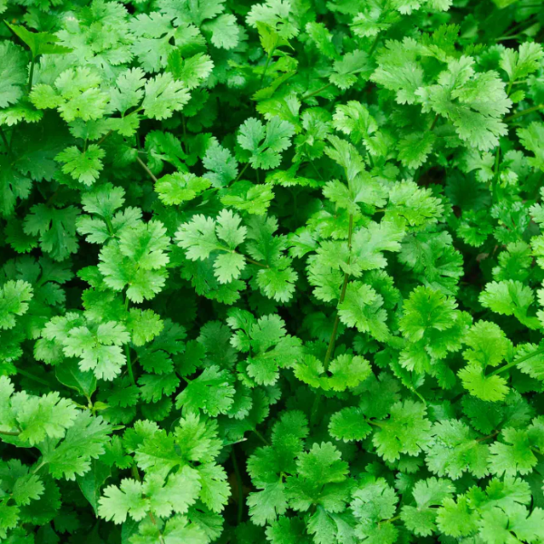 Organic Cilantro Plant - 6" pot