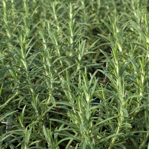 Organic Rosemary Plant, Hill Hardy - 3.5" pot