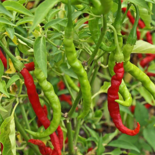Organic Pepper Plant, Long Hot - 3.5"