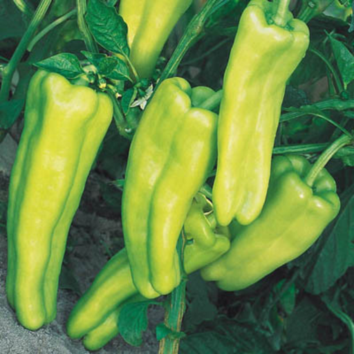Organic Pepper Plant, Aruba (Cubanelle) Sweet