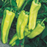 Organic Pepper Plant, Aruba (Cubanelle) Sweet