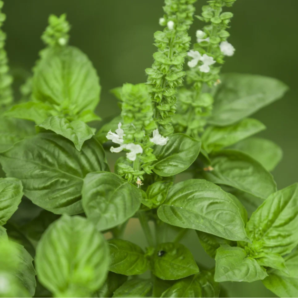 Organic Basil Plant, Thai Floral Spires - 3.5" pot