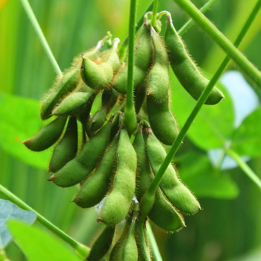 Organic Bean Plant, Karikachi Soybean - 3.5" plant