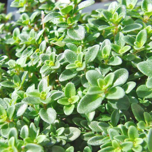 Organic Thyme Plant, Lemon