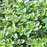 Organic Thyme Plant, Lemon