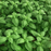 Organic Basil Plant, Genovese (Lihi Prospera) - 3.5" pot