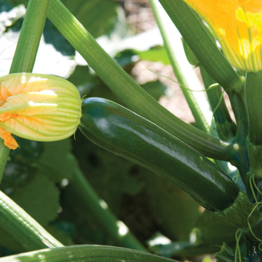 Organic Squash Plant, Zucchini